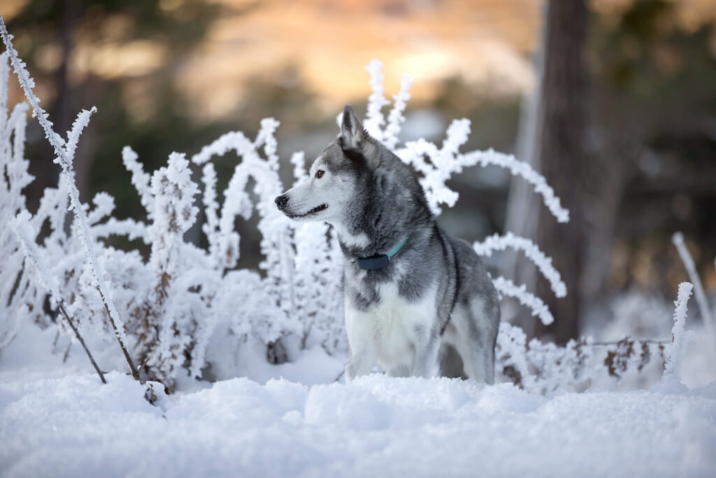 Husky posant dans une clairière enneigée lors d'une session photo