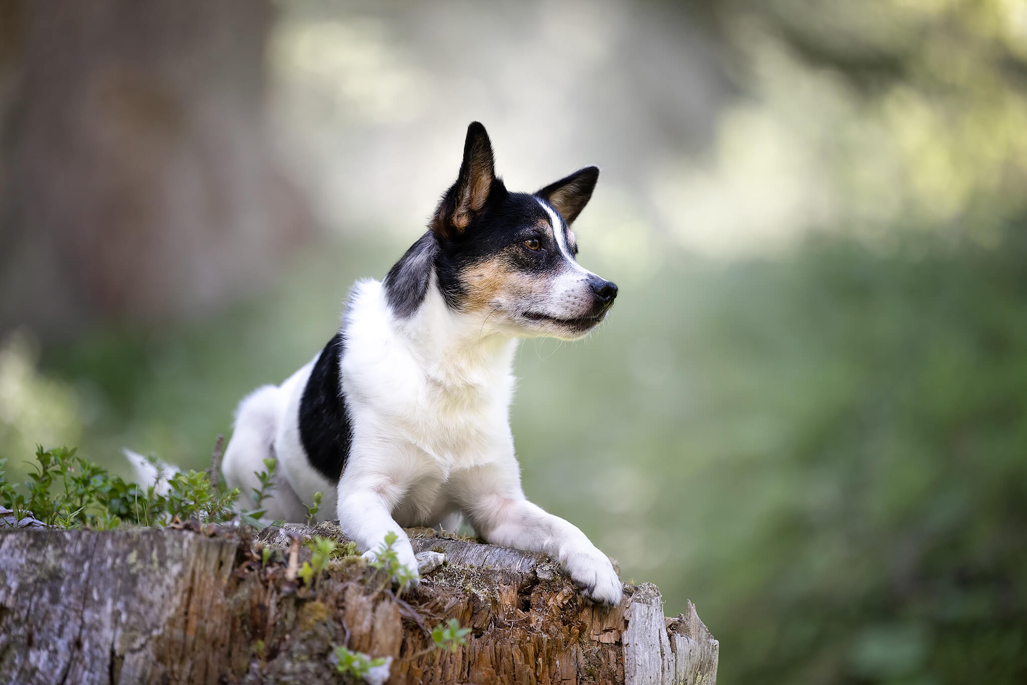 Jack Russel Terrier posant sur une souche de bois