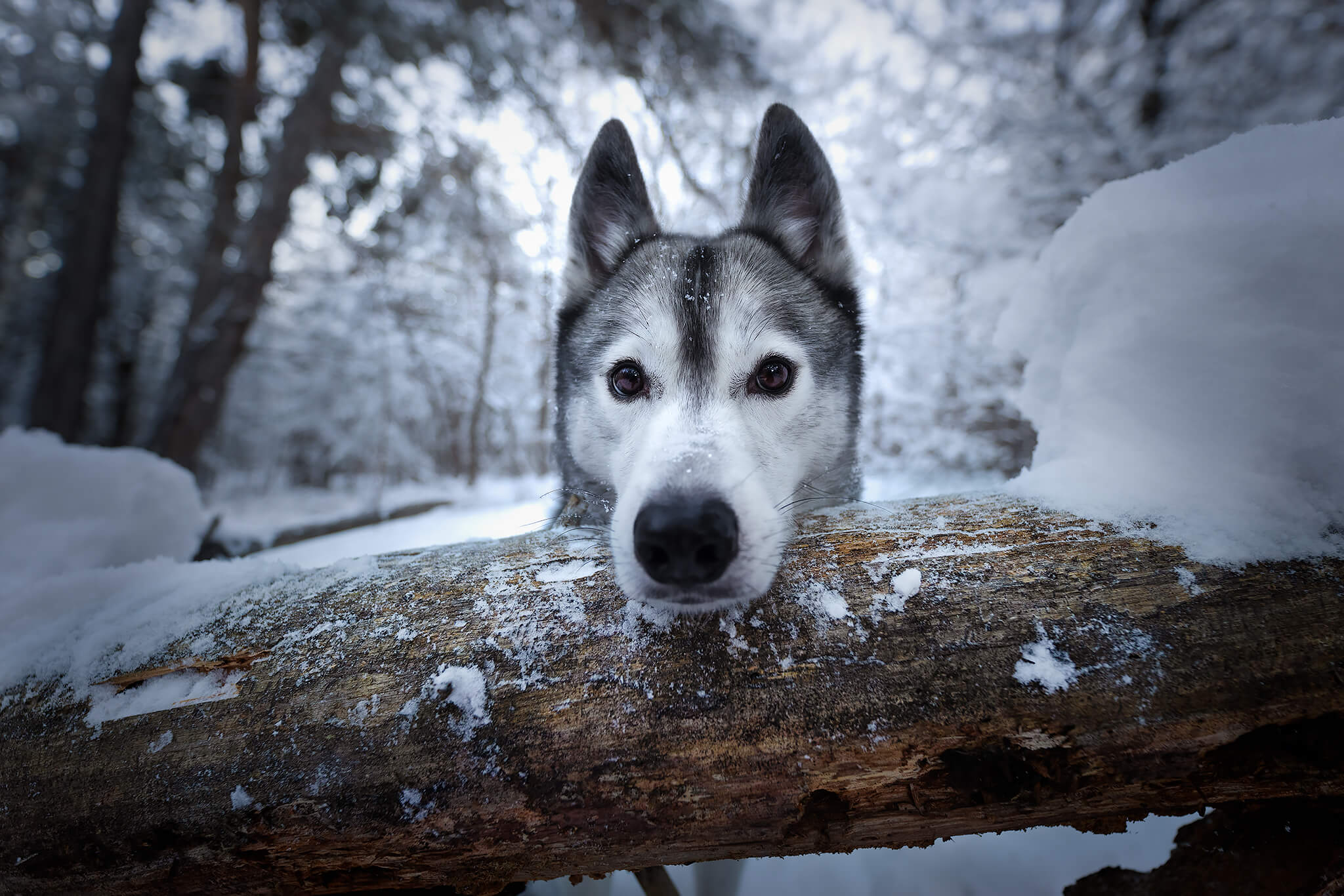 Husky posant dans les bois enneigés lors d'une session photo