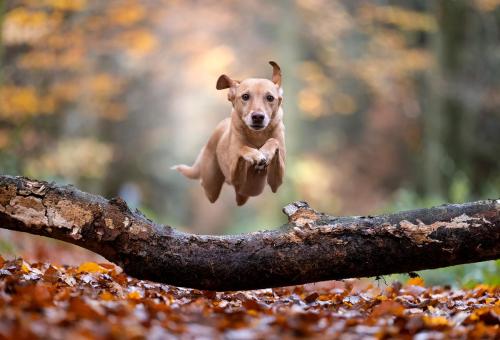 Un chien sautant par dessus un tronc lors d'une séance photo