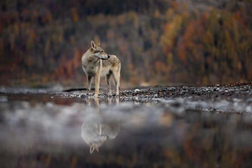 Chien loup posant vers un lac durant une séance photo