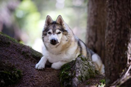 Husky posant dans les bois lors d'une séance photo