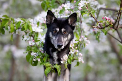 Husky posant dans les fleurs lors d'une séance photo
