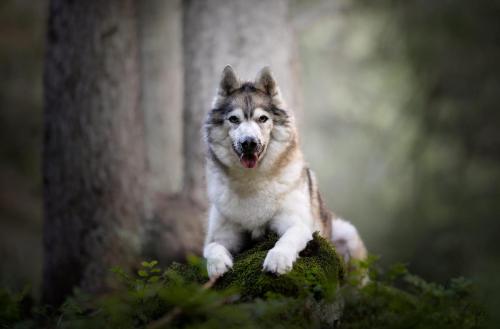 Husky posant dans les bois lors d'une séance photo