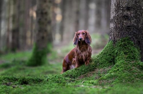 Teckel posant dans les bois pendant une séance photo